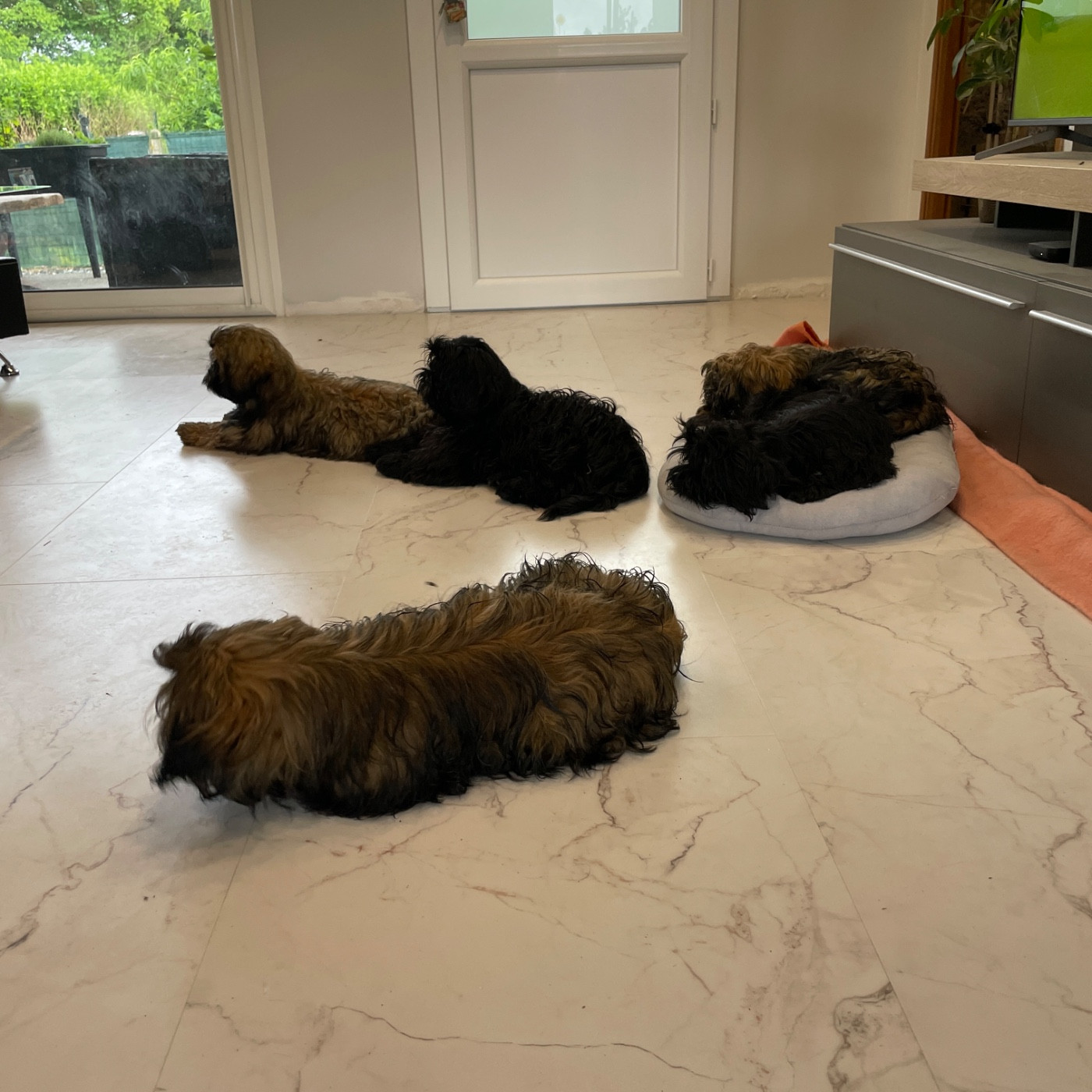 Chiots nés le 1er janvier 2026 pour une belle année de Pearl Ling Lou et Ukyo in Love