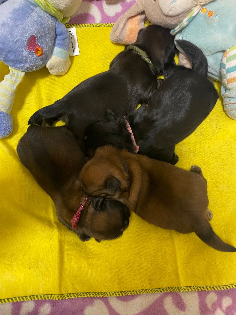 Chiot Shih Tzu The Tresors by Lou