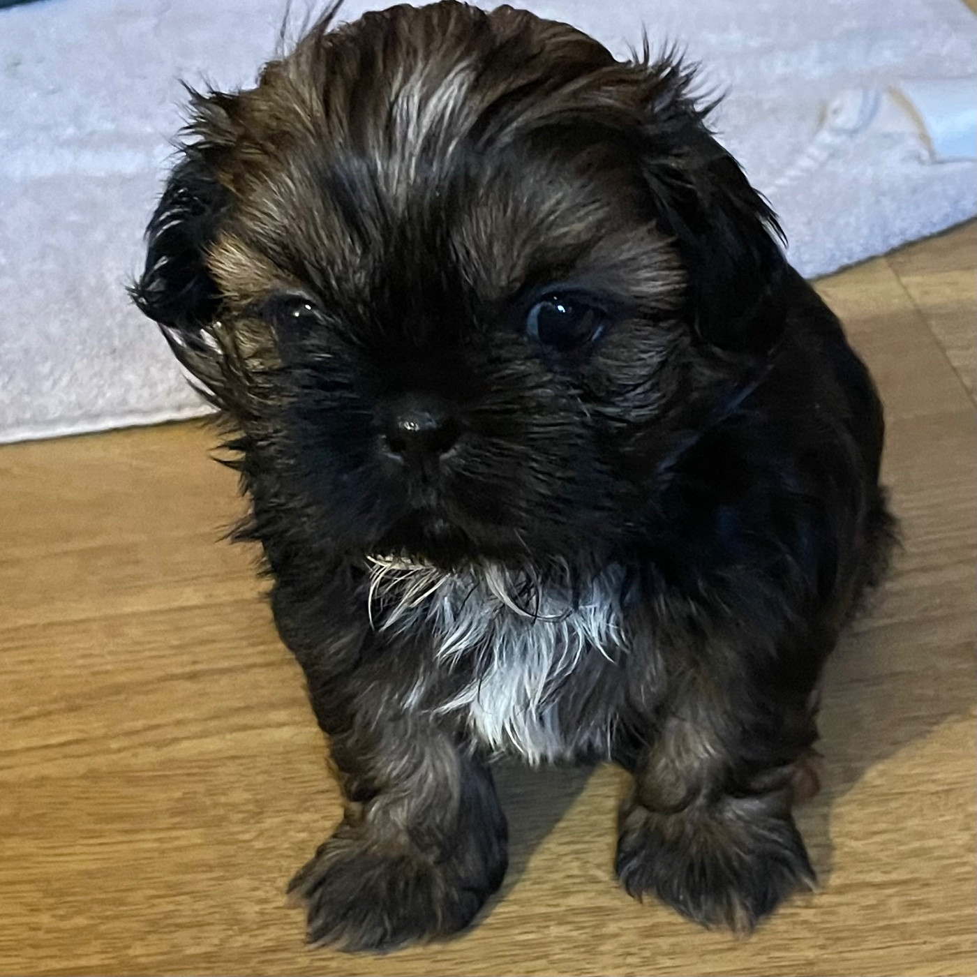 The Tresors by Lou - Chiots disponibles - Shih Tzu