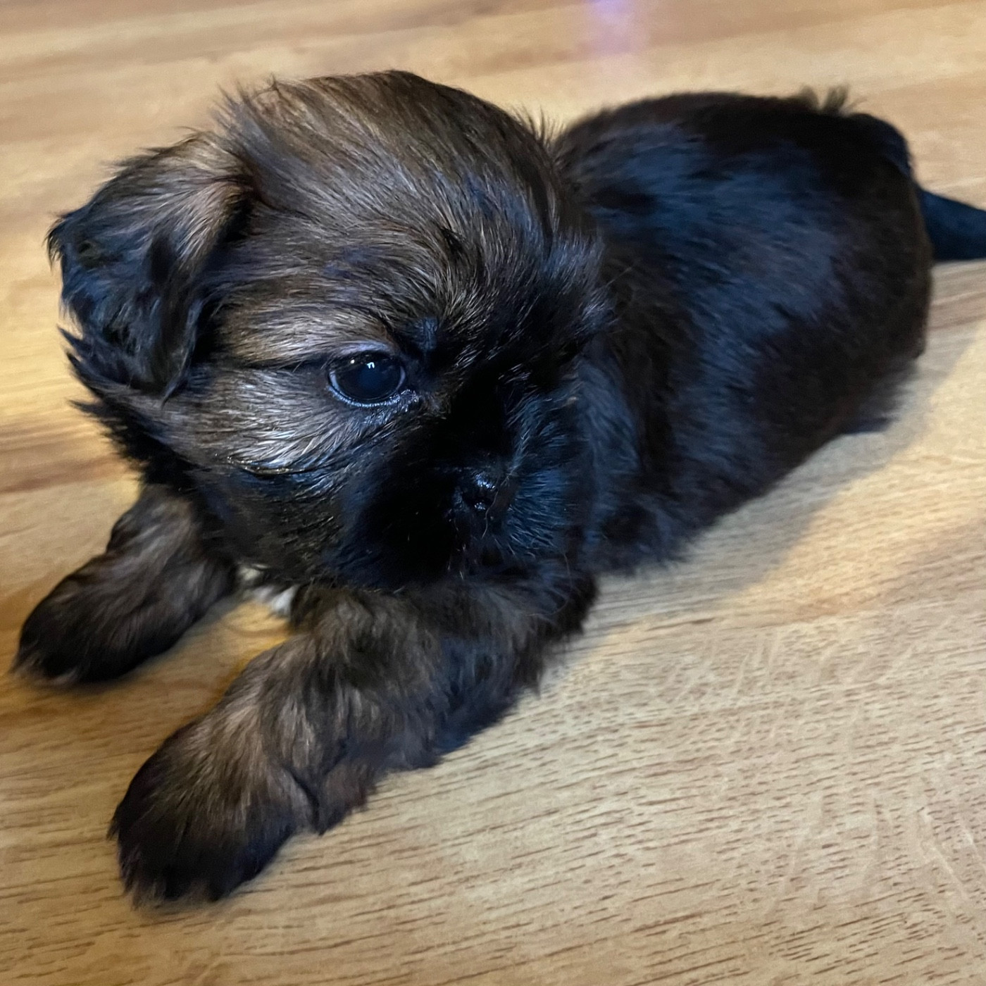 The Tresors by Lou - Chiots disponibles - Shih Tzu