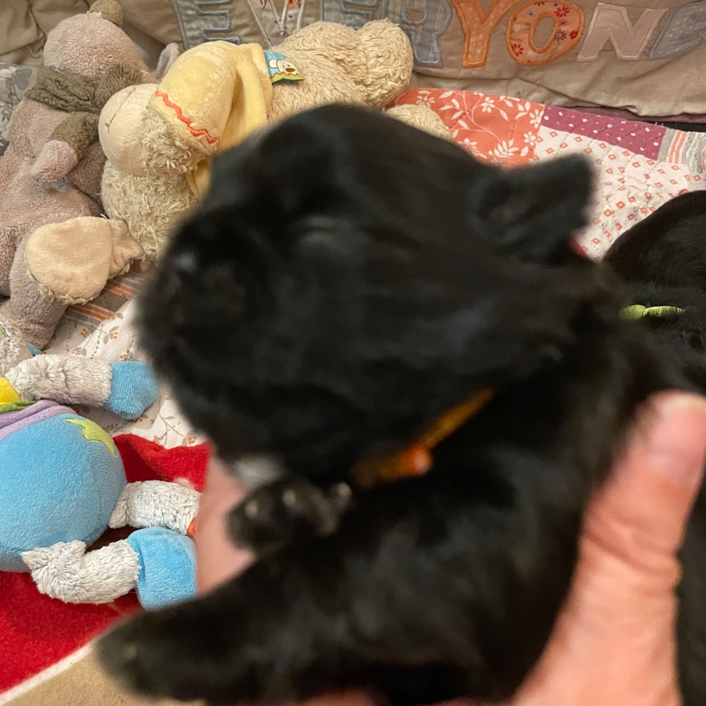 The Tresors by Lou - Chiots disponibles - Shih Tzu