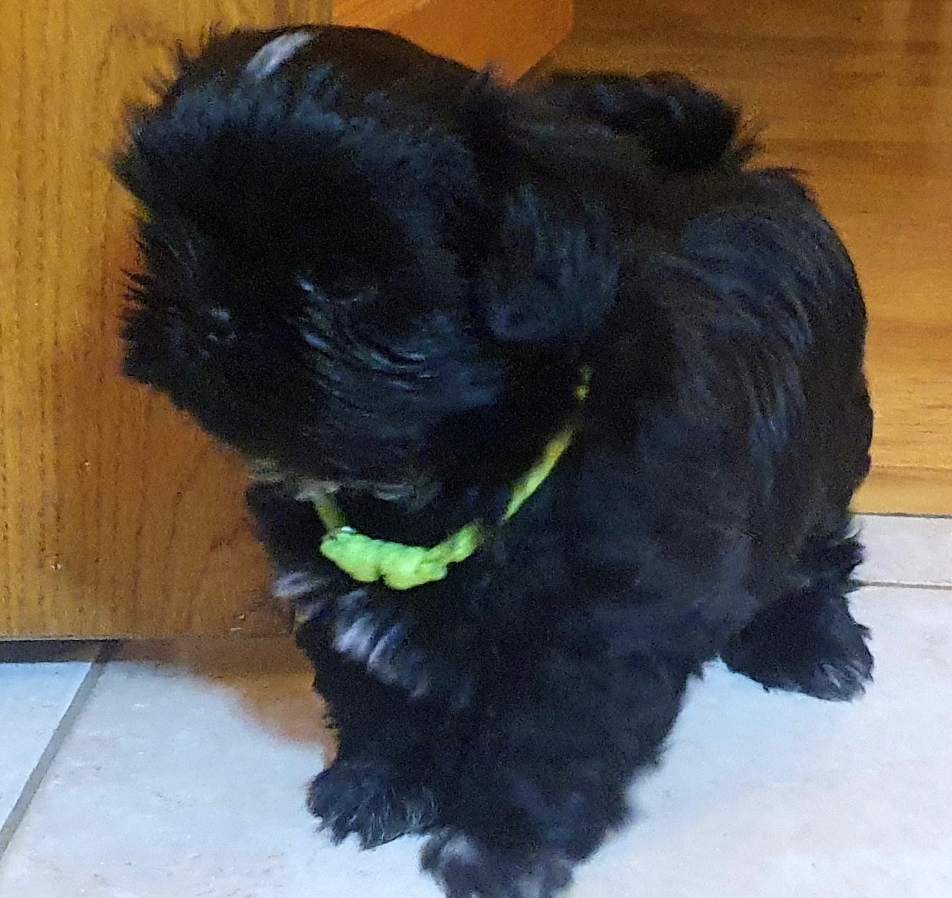 The Tresors by Lou - Chiots disponibles - Shih Tzu