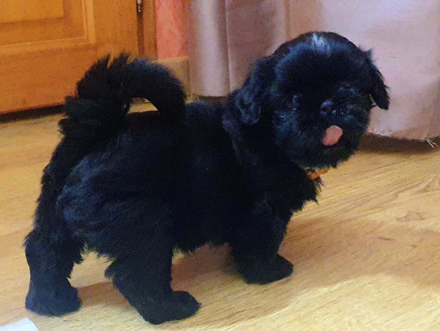 The Tresors by Lou - Chiots disponibles - Shih Tzu