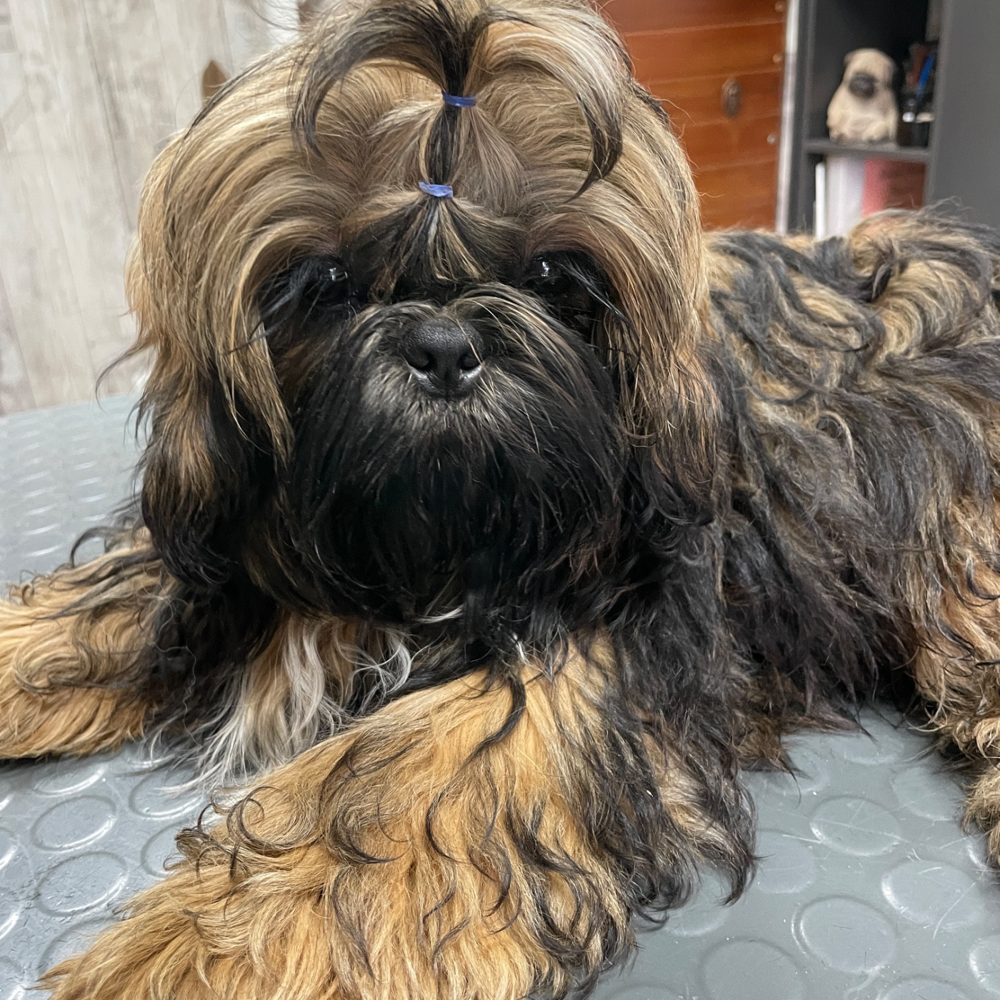 The Tresors by Lou - Chiots disponibles - Shih Tzu