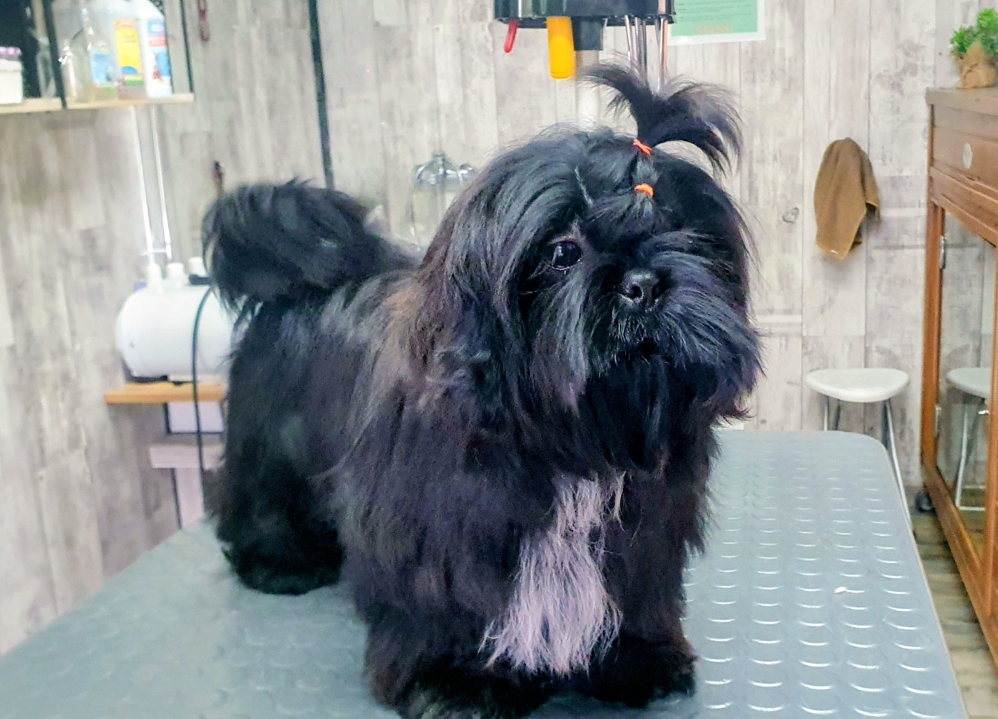The Tresors by Lou - Chiots disponibles - Shih Tzu