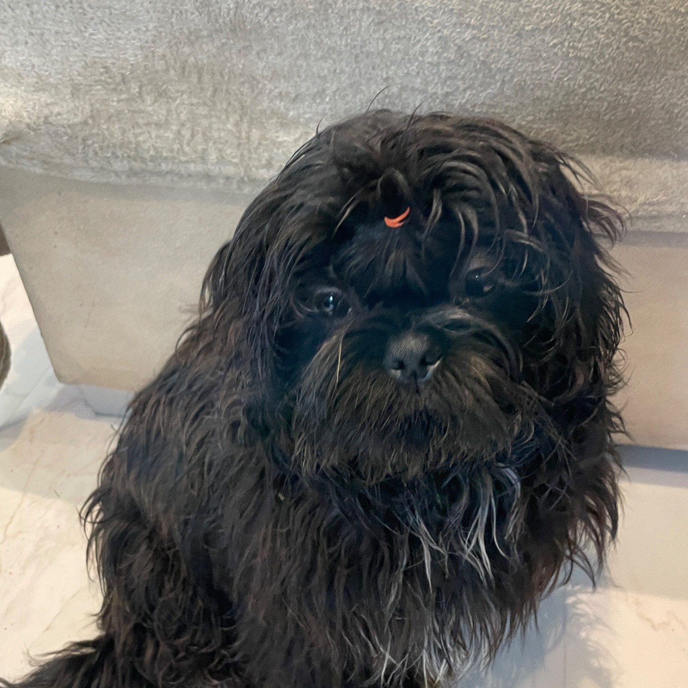 The Tresors by Lou - Chiots disponibles - Shih Tzu