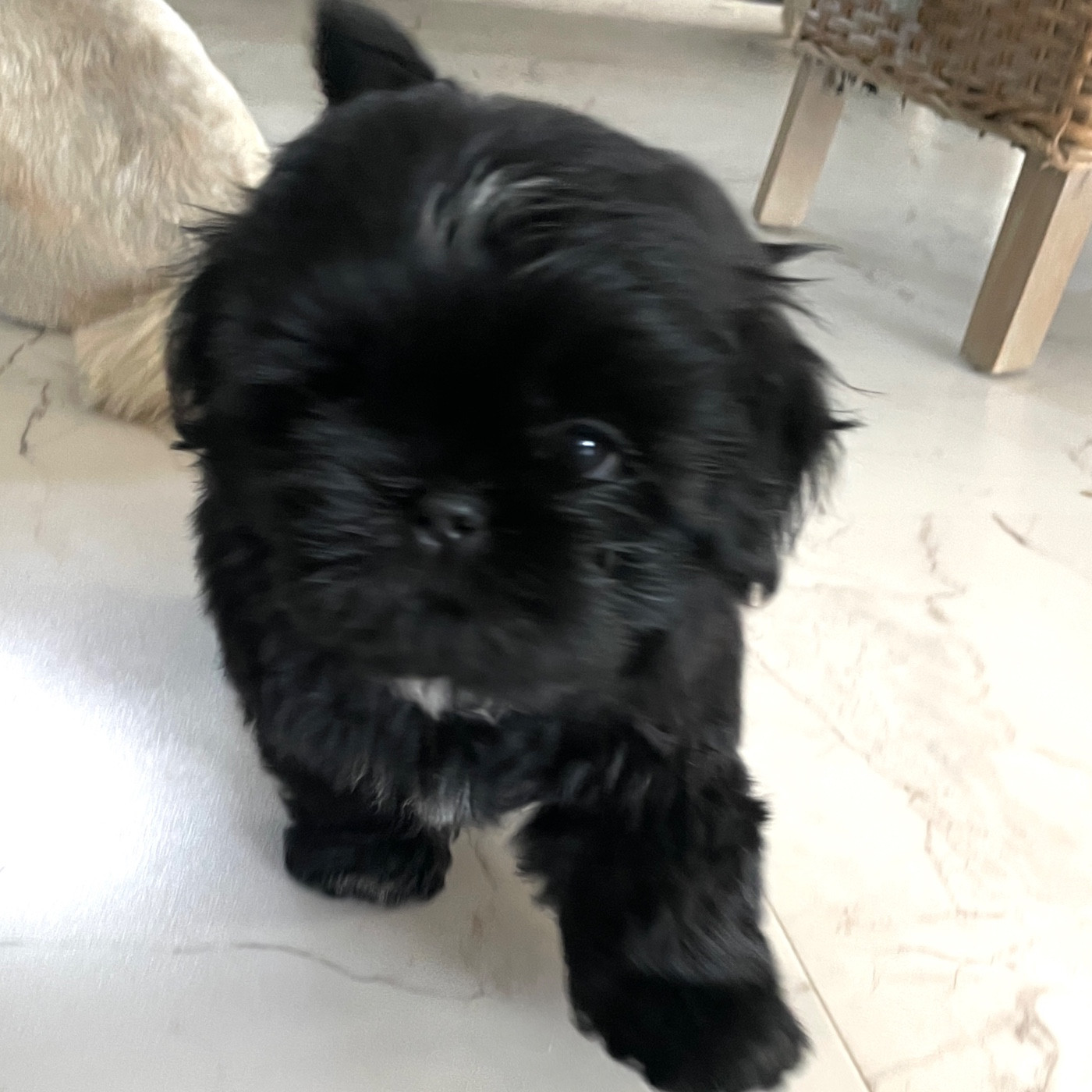 The Tresors by Lou - Chiots disponibles - Shih Tzu