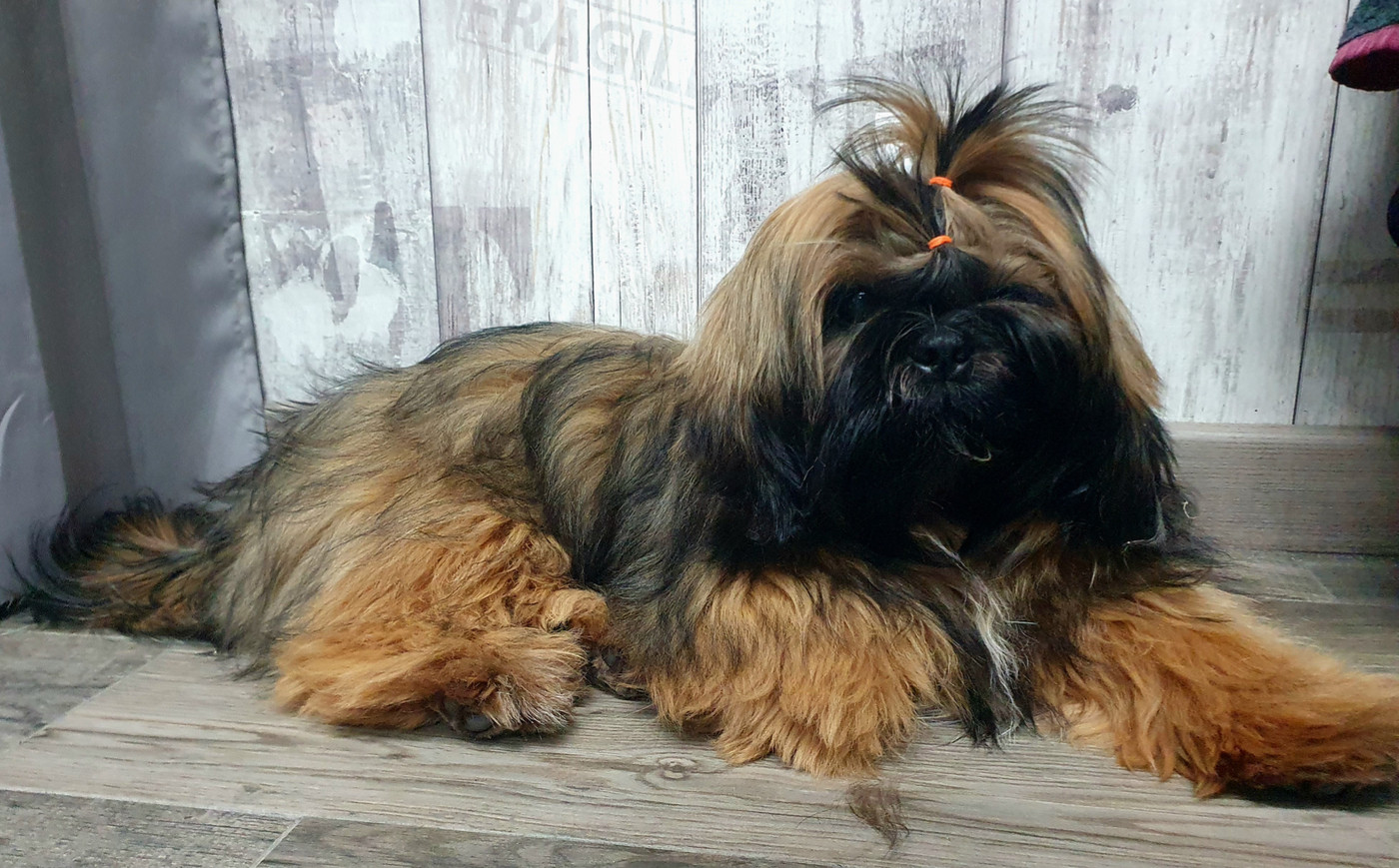 The Tresors by Lou - Chiots disponibles - Shih Tzu