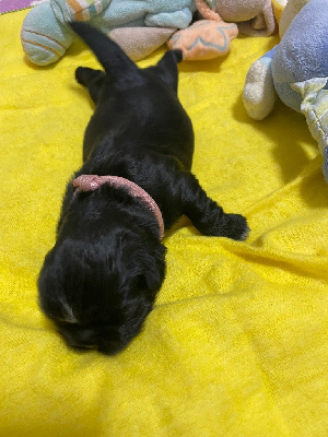 CHIOT 3 ROSE COLLIER