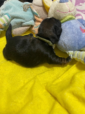 CHIOT 2 VERT KAKI COLLIER