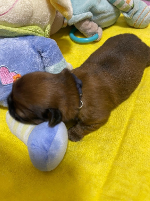 CHIOT 1 BLEU INDIEN COLLIER