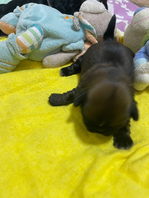 CHIOT 4 BORDEAUX COLLIER